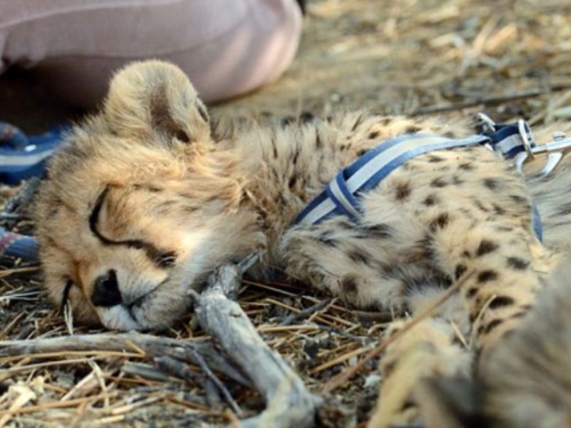 डमरु मृत अवस्थामा